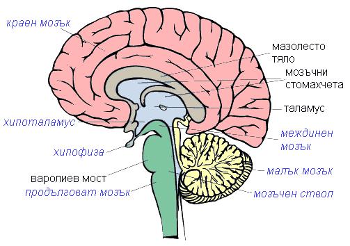 glaven mozak