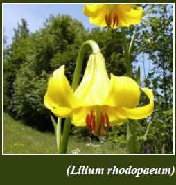Lilium rhodopaeum