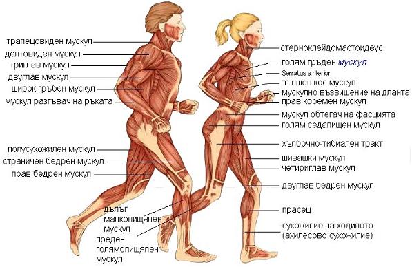 мускули система